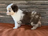 Griffin , a male Miniature Australian Shepherd for sale in Honey Grove, TX – 4 of 10