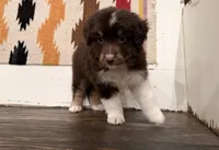 Ivy, a female Miniature Australian Shepherd for sale in Honey Grove, TX – 2 of 9