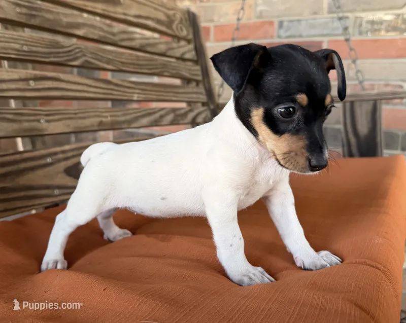 Bella – Rat Terrier puppy for sale in Honey Grove, TX