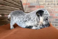 Remi, a female Australian Cattle Dog for sale in Honey Grove, TX – 5 of 10