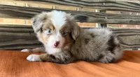 Dallas, a male Miniature Australian Shepherd for sale in Honey Grove, TX – 7 of 10
