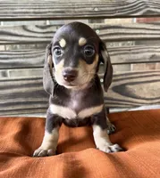Ava, a female Miniature Dachshund for sale in Honey Grove, TX – 2 of 9