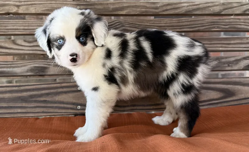 Lennyn – Miniature Australian Shepherd puppy for sale in Honey Grove, TX