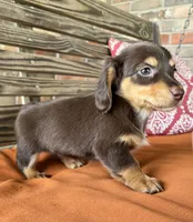Clara, a female Miniature Dachshund for sale in Honey Grove, TX – 9 of 10