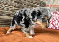 Colleen , a female Miniature Australian Shepherd for sale in Honey Grove, TX – 6 of 7