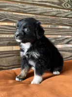 Henlie , a female Miniature Australian Shepherd for sale in Honey Grove, TX – 4 of 10