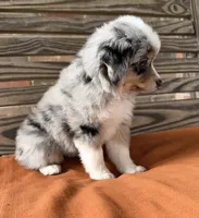 Stella, a female Miniature Australian Shepherd for sale in Honey Grove, TX – 4 of 9