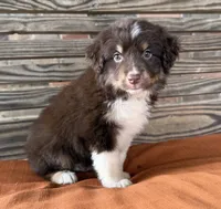 Ivy, a female Miniature Australian Shepherd for sale in Honey Grove, TX – 7 of 9