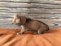 Sunny , a female Miniature Dachshund for sale in Honey Grove, TX – 8 of 10
