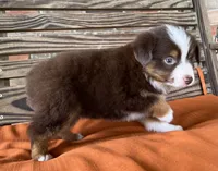 Ella , a female Miniature Australian Shepherd for sale in Honey Grove, TX – 3 of 10