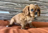 Jase, a male Cavalier King Charles Spaniel for sale in Honey Grove, TX – 7 of 10