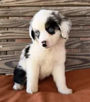 Lennyn, a female Miniature Australian Shepherd for sale in Honey Grove, TX – 2 of 10