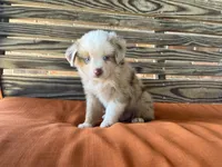 Sam, a male Miniature Australian Shepherd for sale in Honey Grove, TX – 8 of 10
