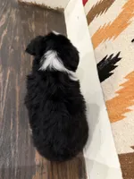 Maci, a female Miniature Australian Shepherd for sale in Honey Grove, TX – 10 of 10