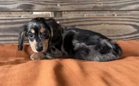 Lillie, a female Miniature Dachshund for sale in Honey Grove, TX – 2 of 8