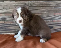 Luca, a male Miniature Australian Shepherd for sale in Honey Grove, TX – 3 of 10