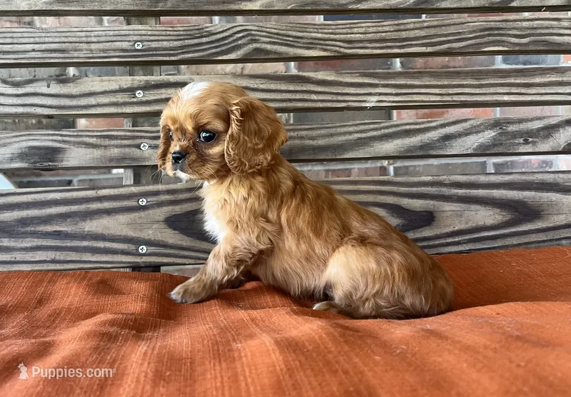Burk  – Cavalier King Charles Spaniel puppy for sale in Honey Grove, TX