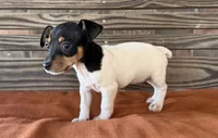 Bella, a female Rat Terrier for sale in Honey Grove, TX – 4 of 10