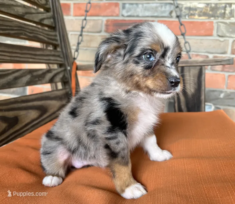 Sara – Miniature Australian Shepherd puppy for sale in Honey Grove, TX
