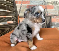 Sara, a female Miniature Australian Shepherd for sale in Honey Grove, TX – 1 of 9
