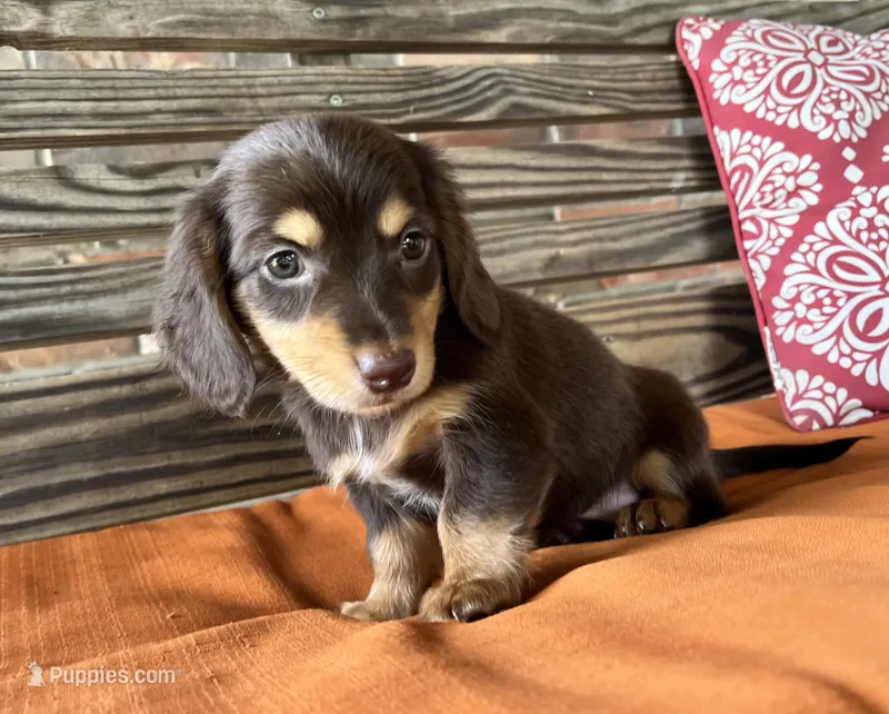 Clara – Miniature Dachshund puppy for sale in Honey Grove, TX