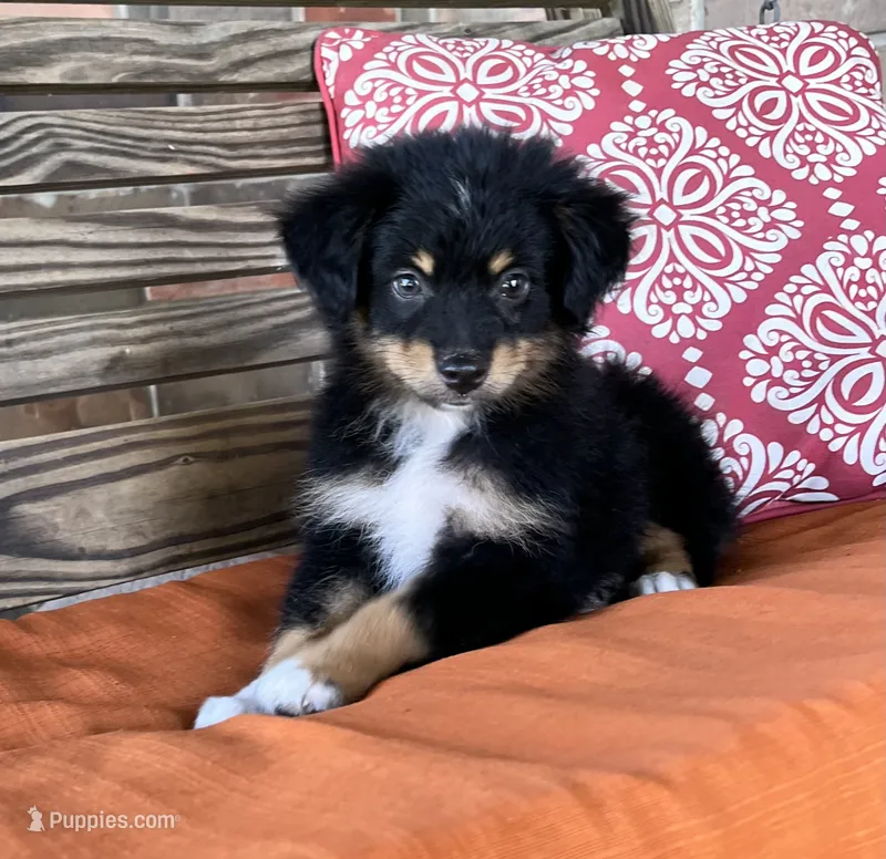 Davis  – Miniature Australian Shepherd puppy for sale in Honey Grove, TX