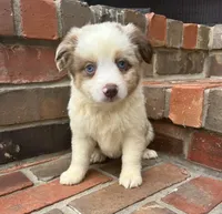 Daisy , a female Miniature Australian Shepherd for sale in Honey Grove, TX – 9 of 10