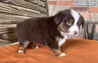 Ella , a female Miniature Australian Shepherd for sale in Honey Grove, TX – 2 of 10