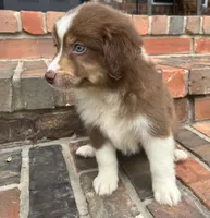 Buster , a male Miniature Australian Shepherd for sale in Honey Grove, TX – 8 of 8
