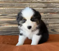Remi, a female Miniature Australian Shepherd for sale in Honey Grove, TX – Photo 3 of 8