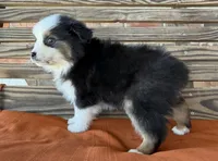 Remi, a female Miniature Australian Shepherd for sale in Honey Grove, TX – Photo 2 of 8