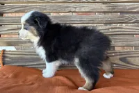 Remi, a female Miniature Australian Shepherd for sale in Honey Grove, TX – Photo 4 of 8