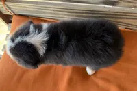 Remi, a female Miniature Australian Shepherd for sale in Honey Grove, TX – Photo 7 of 8