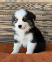 Remi, a female Miniature Australian Shepherd for sale in Honey Grove, TX – Photo 5 of 8