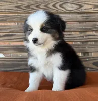 Remi, a female Miniature Australian Shepherd for sale in Honey Grove, TX – Photo 1 of 8