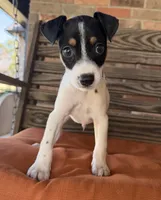 Max, a male Rat Terrier for sale in Honey Grove, TX – 4 of 8