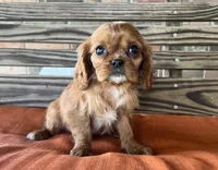 Jase, a male Cavalier King Charles Spaniel for sale in Honey Grove, TX – 6 of 10