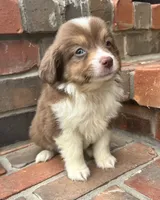 Skye, a female Miniature Australian Shepherd for sale in Honey Grove, TX – 2 of 10