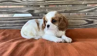 Sage, a female Cavalier King Charles Spaniel for sale in Honey Grove, TX – 3 of 10