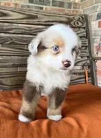 Dallas, a male Miniature Australian Shepherd for sale in Honey Grove, TX – 6 of 9