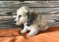 Willow, a female Miniature Dachshund for sale in Honey Grove, TX – 7 of 10