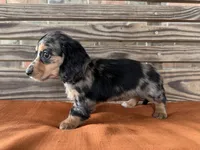 Daisy , a female Miniature Dachshund for sale in Honey Grove, TX – 5 of 7