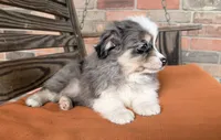 Luna, a female Miniature Australian Shepherd for sale in Honey Grove, TX – 3 of 9
