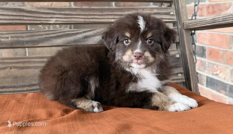 Lennon  – Miniature Australian Shepherd puppy for sale in Honey Grove, TX