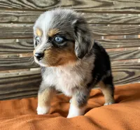 Colleen , a female Miniature Australian Shepherd for sale in Honey Grove, TX – 7 of 7