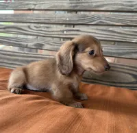 Sunny , a female Miniature Dachshund for sale in Honey Grove, TX – 9 of 10