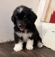 Cooper , a male Miniature Australian Shepherd for sale in Honey Grove, TX – 6 of 10