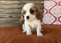 Stella, a female Cavalier King Charles Spaniel for sale in Honey Grove, TX – 6 of 8