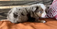 Dallas, a male Miniature Australian Shepherd for sale in Honey Grove, TX – 10 of 10