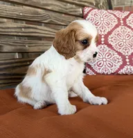 Sam, a male Cavalier King Charles Spaniel for sale in Honey Grove, TX – 8 of 9